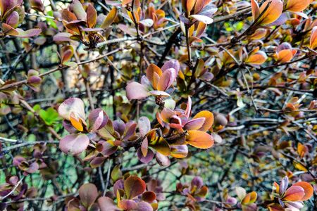View of the young leaves of trees and bushes, nature backgroundの写真素材