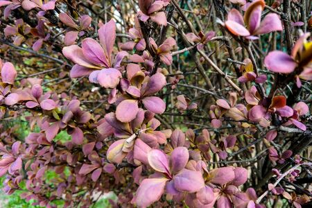 View of the young leaves of trees and bushes, nature backgroundの写真素材