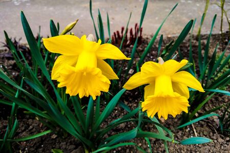 Beautiful view of yellow flowers in spring or summer, nature backgroundの写真素材