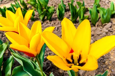 Macro photo of nature red with yellow flowers tulips. Background blooming flowers tulips with open budsの写真素材