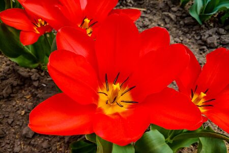 Macro photo of red tulips of nature colors. Background blooming tulips flowers with open budsの写真素材