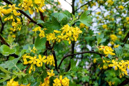 Tutsan hypericum herbal plant blossoming in a field in summerの写真素材