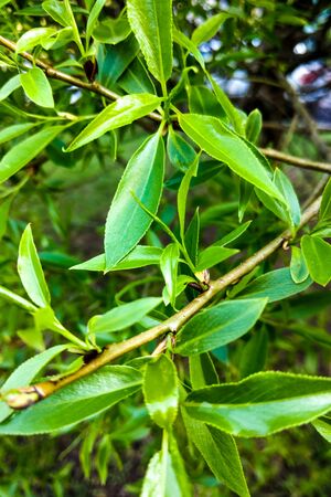 View of green bushes or trees in spring or summer, nature backgroundの写真素材