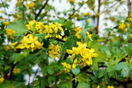 Tutsan hypericum herbal plant blossoming in a field in summerの写真素材