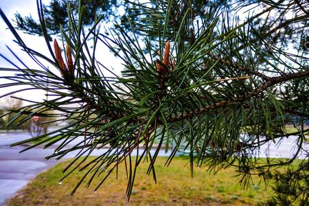 Large coniferous branch with long needles, nature background