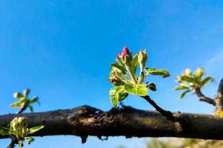 View of the blossoming branch of an apple or plum tree, nature backgroundの写真素材