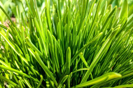 Beautiful young green grass on a sunny day, nature background
