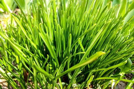Beautiful young green grass on a sunny day, nature backgroundの写真素材