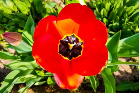 Closeup top view on red tulip in spring or summer, nature backgroundの写真素材