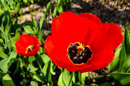 Closeup top view of a tulip in spring or summer, nature backgroundの写真素材