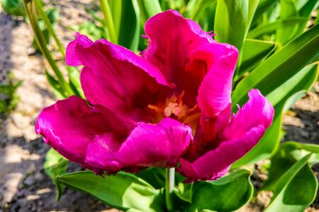 Blooming beautiful tulip in spring or summer, natural background of natureの写真素材