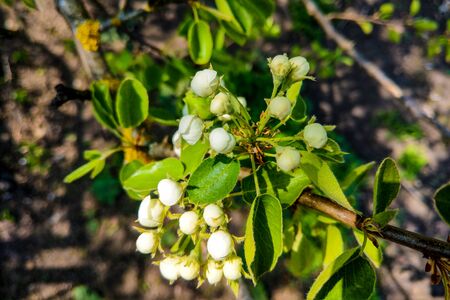 View of a flowering tree, cherry, out of focus, nature backgroundの写真素材