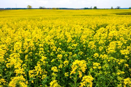 View of the blooming canola field, nature backgroundの写真素材
