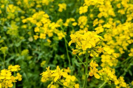 Rapeseed field, blooming canola flowers close up. Bright yellow rapeseed oilの写真素材