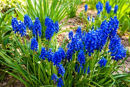 View of blue beautiful flowers in spring or summerの写真素材