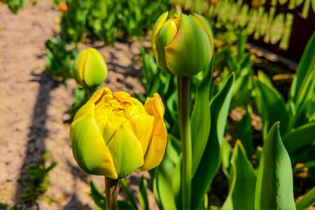Blooming beautiful yellow tulip, natural background of natureの写真素材