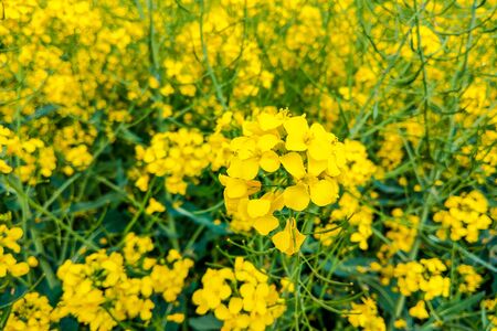 Detail of flowering rapeseed field. Field of rapeseed. Nature backgroundの写真素材