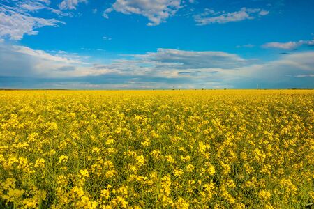 Raps field with blooming flowers in a beautiful sunny dayの写真素材