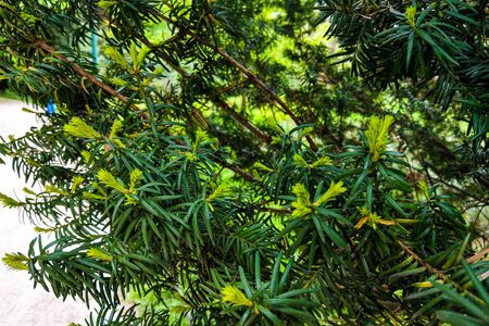 Young green branches of juniper in spring, backgroundの写真素材