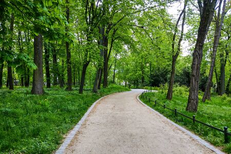 A small path for exploring the park, green trees, natural backgroundの写真素材