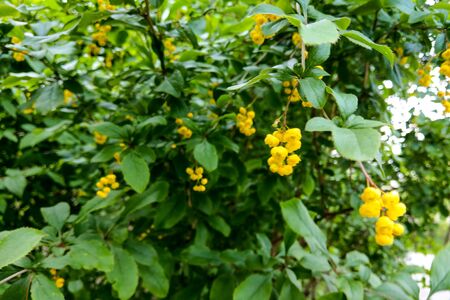 Young green bush about flowering time, selective focus, out of focus, nature backgroundの写真素材