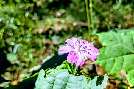 vintage background little flowers, nature beautiful, toning design spring nature, sun plantsの写真素材