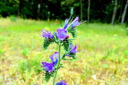 View of bright wildflowers or plants, nature backgroundの写真素材