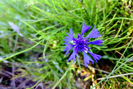 Blue knapweed flowers with selective focus and blurred leaves on background. Beautiful wild bluet...