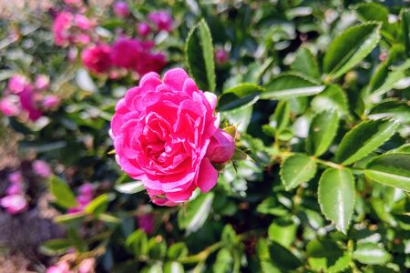 Beautiful red garden rose on a sunny clear summer day, nature backgroundの写真素材