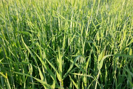 View of a young green field of wheat or barley on a summer clear day, nature backgroundの写真素材