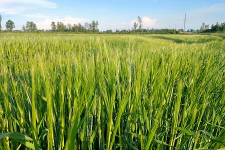 View of a young green field of wheat or barley on a summer clear day, nature backgroundの写真素材
