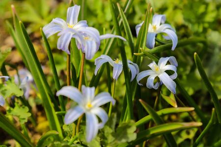 Chionodoxa forbesii blue giant or glory of the snow spring flowers