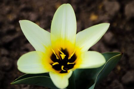 Tulip. Beautiful bouquet of tulips. colorful tulips. tulips in spring,colourful tulip