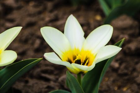 Tulip flower flowering in sunlight on background tulips flowers in tulips gardenの写真素材