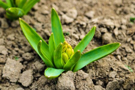 Young hyacinth flower close up, backlight, soft focusの写真素材