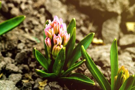 Young hyacinth flower close up, backlight, soft focusの写真素材