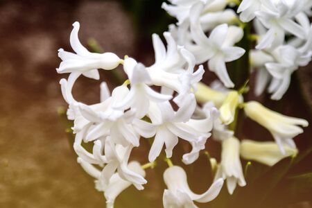 Bright white hyacinth flower in the garden in spring, soft focusの写真素材