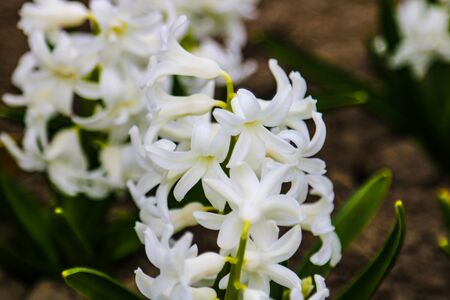 Photo of a beauty white hyacinth flower. Background of blooming hyacinth with white buds petals and green leavesの写真素材
