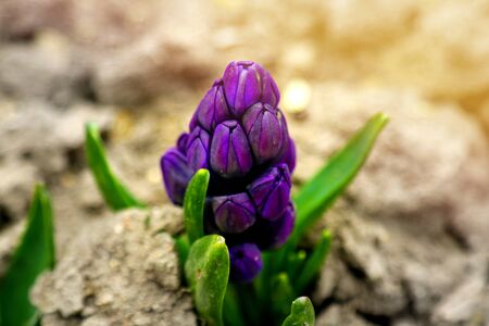 Young hyacinth flower close up, backlight, soft focusの写真素材