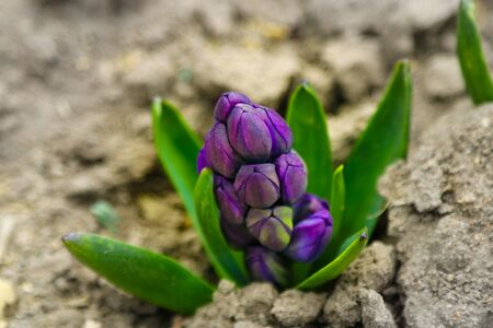 Growing hyacinth flower bud , selective focusの写真素材