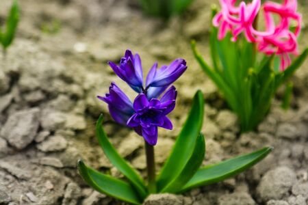 Close up of surprise pink and blue purple dutch hyacinth or garden hyacinth flowers fields in the park.の写真素材