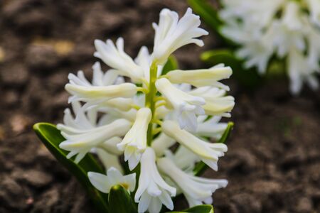 Photo of a beauty white hyacinth flower. Background of blooming hyacinth with white buds petals and green leavesの写真素材