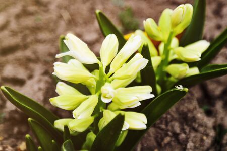 Light yellow hyacinth flower or hyacinthus in spring garden close up. Flowering pastel fragrant hyacinthsの写真素材