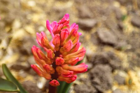 Pink multicolor Hyacinthus orientalis in a garden. Hyacinth - common, Dutch or garden hyacinth with pink blooming flowersの写真素材