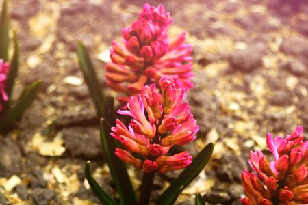 Pink multicolor Hyacinthus orientalis in a garden. Hyacinth - common, Dutch or garden hyacinth with pink blooming flowersの写真素材