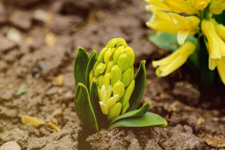 Light yellow hyacinth flower or hyacinthus in spring garden close up. Flowering pastel fragrant hyacinthsの写真素材