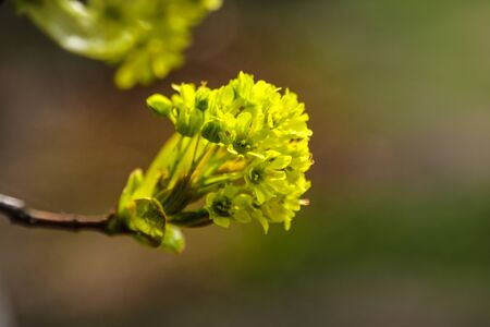 Young branch of the plant in spring or summer in the sunの写真素材