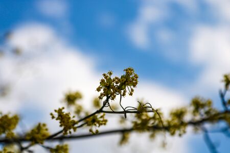 Branch with little flowers twig shrub in the garden at springtime. Abstract natural backgroundの写真素材