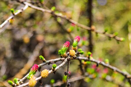 Ovulate cones and pollen cones of larch tree in springの写真素材