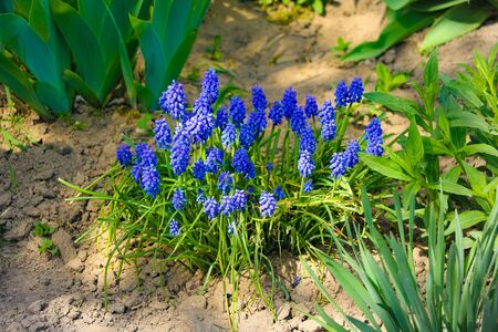 Grape hyacinth set against other purple hyacinthsの写真素材